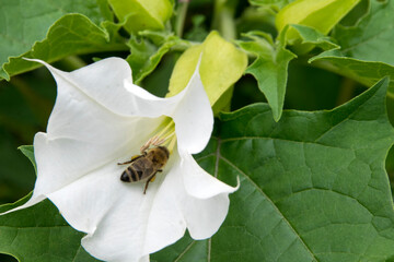 Blüte des Weißen Stechapfels mit Biene
