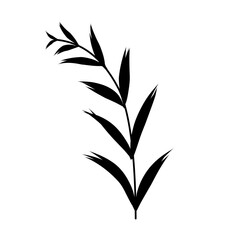 Plant silhouette.plant shadow.