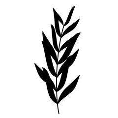 Plant silhouette.plant shadow.