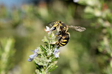 Abejas amarillas polinizando flores