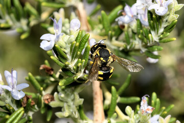 Abejas amarillas polinizando flores