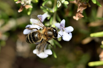 abeja melífera (Apis mellifera) 