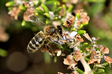 abeja melífera (Apis mellifera) 