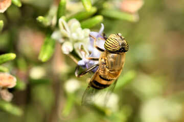 mosca de las flores  (Diptera: Syrphidae)