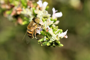 mosca de las flores  (Diptera: Syrphidae)