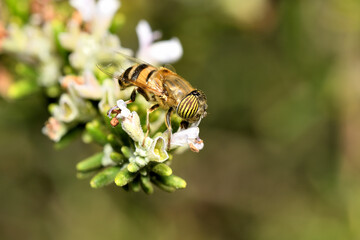 mosca de las flores  (Diptera: Syrphidae)