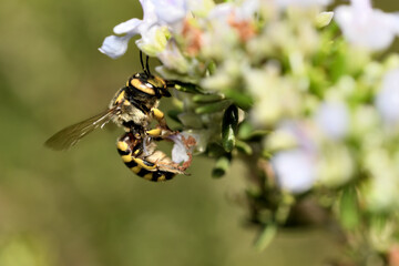 Abejas amarillas polinizando flores