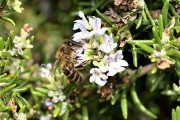 abeja melífera (Apis mellifera) 