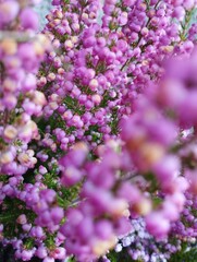 flowers in the garden