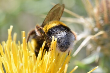 bee enjoying the cectar of a yellow thistle flower