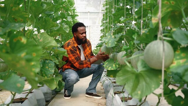 African american farmer checking melon fruit in greenhouse, organic food concept

