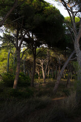 Pine tree forest with a sunlight coming through it