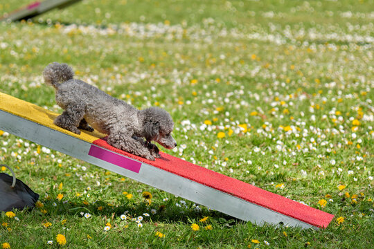 caniche toy en agility
