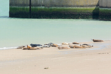 groupe de phoques se reposant sur les plages de Dunkerque © Pascal STINFLIN