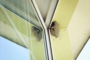 House Martin birds (delichon urbicum) feeding young chick in the nest. Slovakia, Europe.