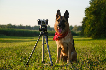 Concept pets look like people. Dog professional photographer with vintage film photo camera on...