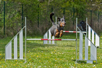 beauceron en agility