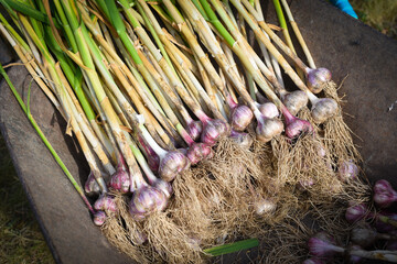 Garlic harvesting in the garden, organic farming concept. Czech republic, Europe.