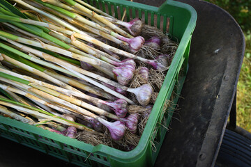 Garlic harvesting in the garden, organic farming concept. Czech republic, Europe.