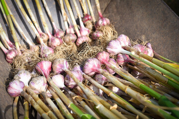 Garlic harvesting in the garden, organic farming concept. Czech republic, Europe.