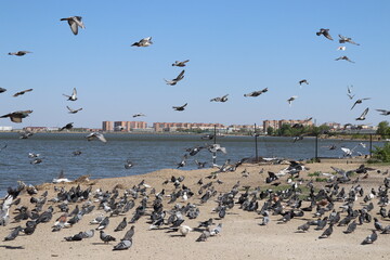 flock of seagulls