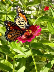 Two butterflies on flower