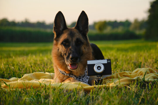 Concept pets look like people. Dog professional photographer with vintage film photo camera on tripod. German Shepherd lies on yellow blanket at sunset in summer. Dog wears white bandana with paws.
