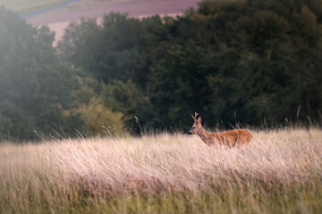 Deer, buck, on a green field with a forest in the background in Germany, Europe