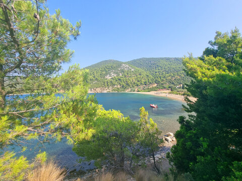 skyros or skiros island, pefkos beach pine trees beside the sea summer destination in greece