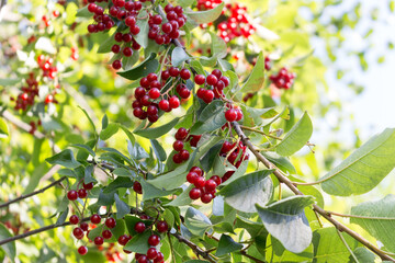 Chokecherry (Prunus virginiana) in park. Sunny summer day.