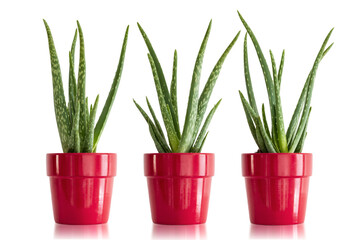 three aloe vera plants in red glazed pots, house plants