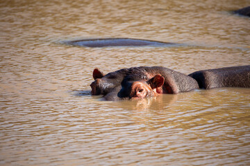 Hippos watching the camera man waiting until he is unaware before making their move. On Safari, Ol Pejeta Conservancy, Kenya, Africa. 