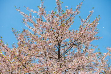満開の桜と青空
