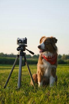 Concept pets look like people. Dog professional photographer with vintage film photo camera on tripod. Brown Australian Shepherd wears red bandana at sunset in summer. Aussie red tricolor outside.