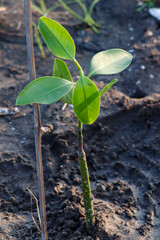 mangrove plant shoots