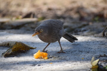 Jungle babbler or Turdoides striata or seven sister birds feeding on orange pulp