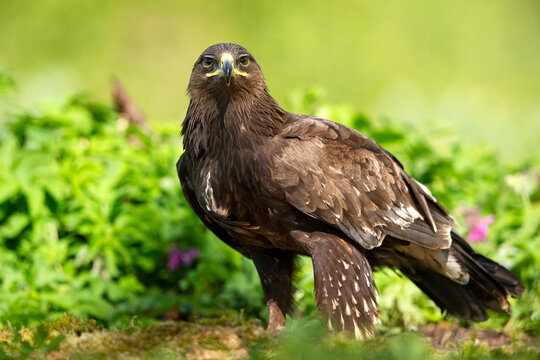 Greater spotted eagle (Clanga clanga) at summer forest