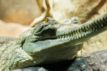 The gharial (Gavialis gangeticus), gavial, fish-eating crocodile