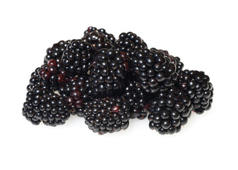 Blackberry, Rubus fructicosa - obrazy, fototapety, plakaty