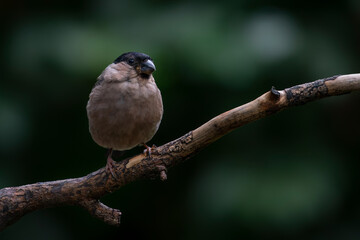 Female Bullfinch (Pyrrhula pyrrhula) on a branch in the forest of Noord Brabant in the Netherlands. Copy space.                         