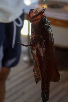 A man caught a fish in the Red Sea. Fishing, yacht holidays. Fisherman's catch. Fishing on Red Sea. Close-up. Selective focus.