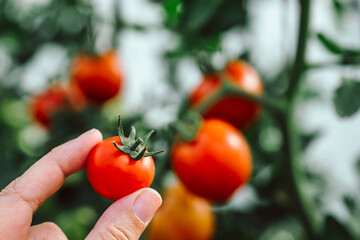 Hand Finger hält eine frische, rote Tomate. Im Hintergrund, unscharf viele Tomate, Querformat....