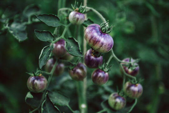 viele frische, schwarze Bio Tomaten am Strauch, zum pfl&uuml;cken im Gew&auml;chshaus. Alte Sorte, die Sorte hei&szlig;t: Blue Pitts