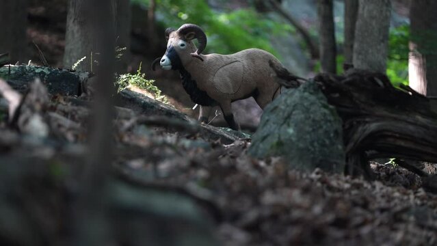A 3D Corsican ram decoy target set up in a forest for bowhunter practice and competition.