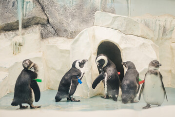 Penguins in penguinaria. Penguin families.