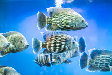 Piranhas in the aquarium. Flocks of piranhas.
