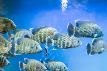 Piranhas in the aquarium. Flocks of piranhas.