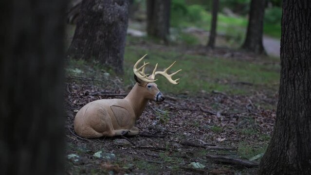 3D fallow dear decoy target set up in a forest for bowhunter practice and competition.