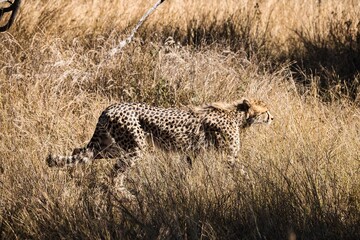 Cheetah is slowly walking in high grass. Cheetah is strolling through a wide grassland. Beautiful and strong cheetah in Pilanesberg National Park, South Africa. Beautiful and wild animals of Africa. 