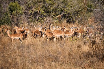 Big herd of impalas looking alert like they are awaiting some danger. Impalas in bushland....